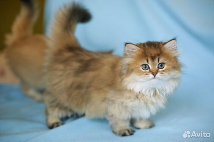 Британские длинношерстные котята