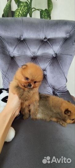 Мини померашки