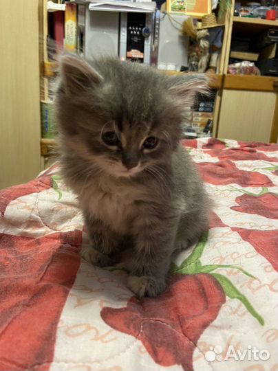 Милейшие котята смесь шотландки и британца