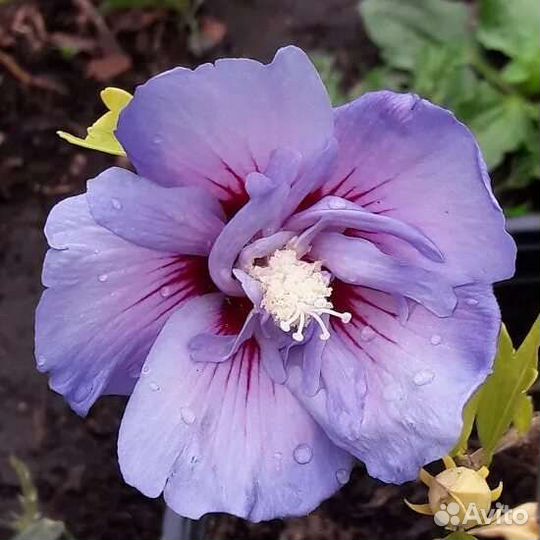 Сирийский гибискус зимостойкий, можно почтой