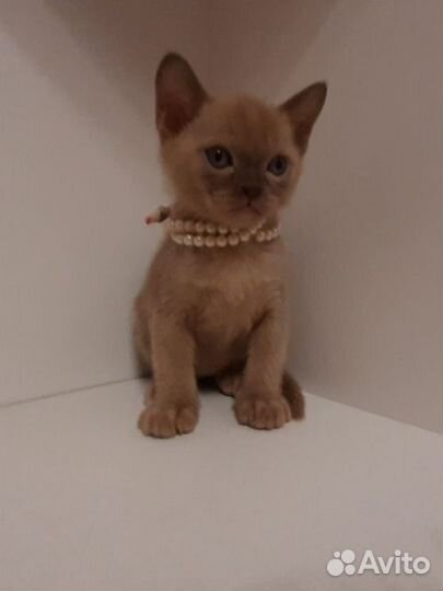 Котенок европейской бурмы
