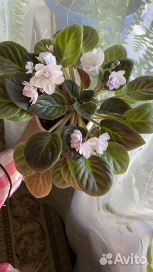 Комнатные цветы