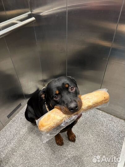 Кинолог с выездом