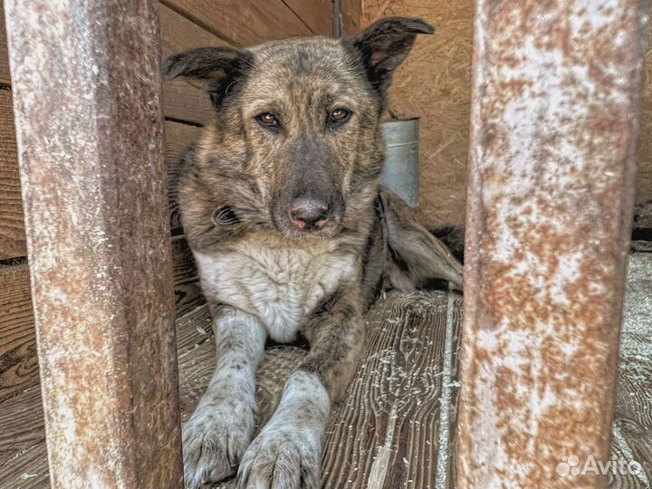 Спасите собаку из приюта