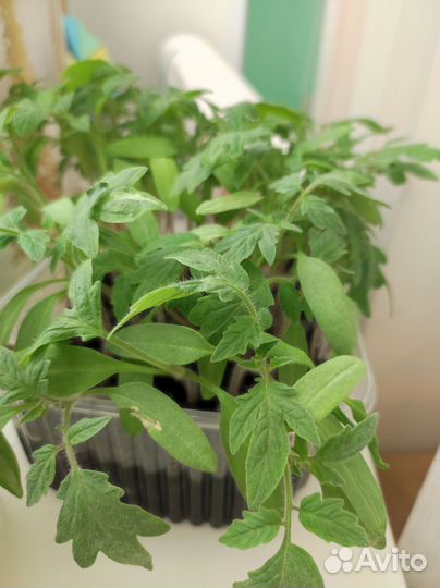 Рассада помидоров томатов