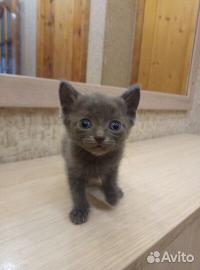 Домашний котёнок