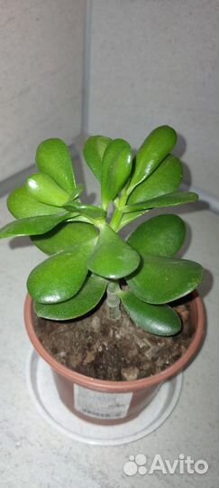 Комнатные растения