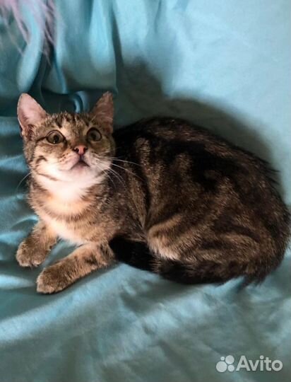 Молодая кошка окраса табби Маняша ищет дом