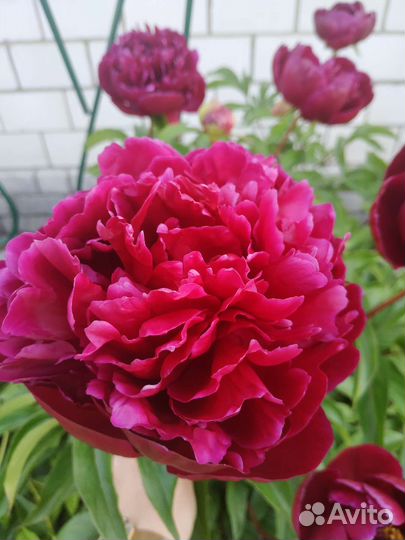 Рябчики императорские