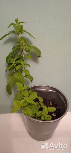 Амстердамский Лимон