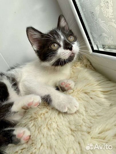 Котенок в добрые руки