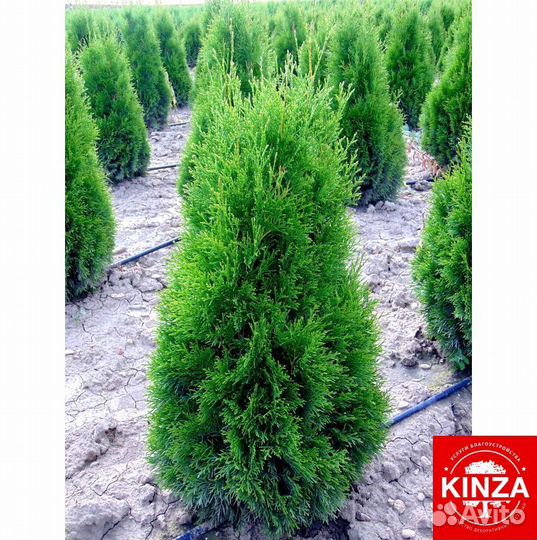 Туя смарагд 1,24 м