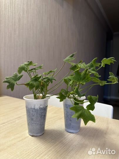 Герань Vektis Fineru (гвоздичная)