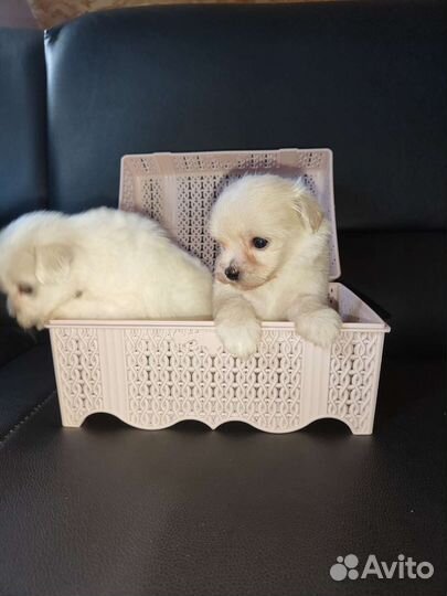 Мальтипу мини