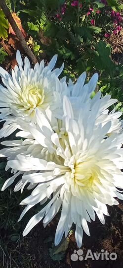 Дубки(хризантемы)