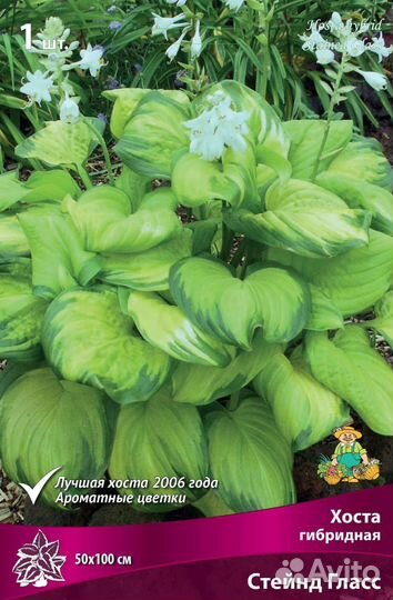 Хоста Стейнд гласс