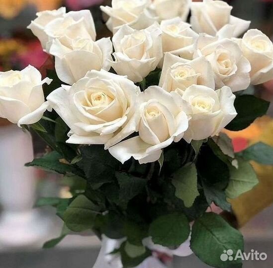 Розы Букеты Цветы Розы 31 101 151 201 Доставка