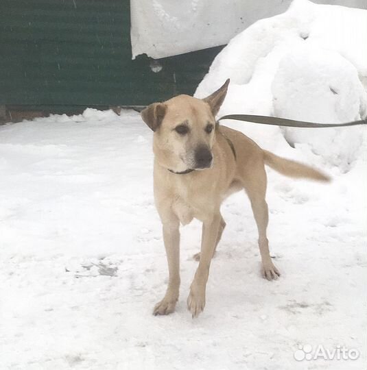 Малыш Ронни