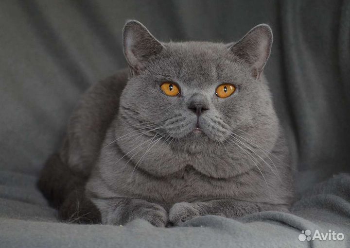 Кот на съёмки