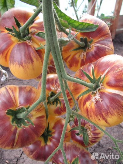 Семена томатов