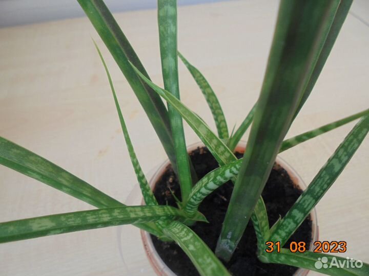Сансевиерия цилиндрика. Доставка бесплатно