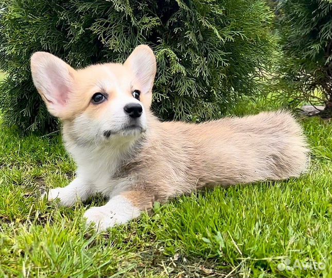 Вельш-корги пемброк щенки