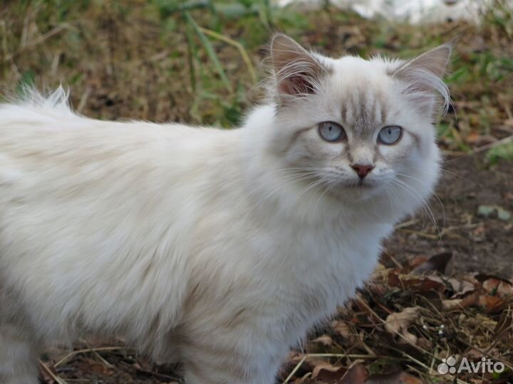 Кошка 5 месяцев в самые добрые руки