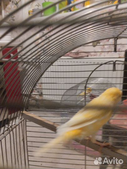 Кенара и канарейки