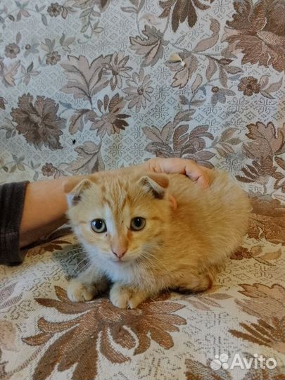 Кошка в дар бесплатно