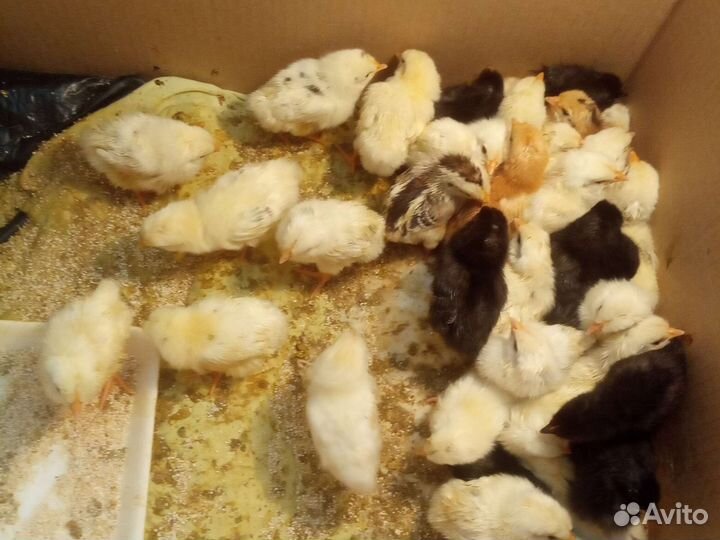 Цыплята