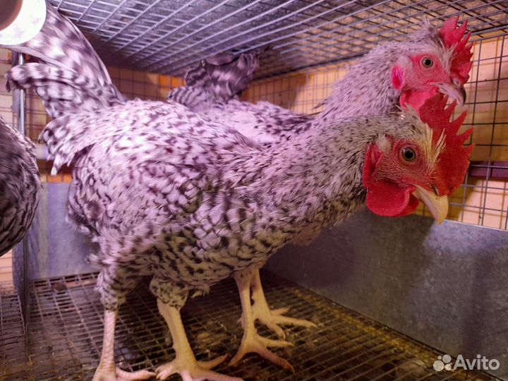 Петушки молодые