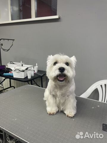 Грумер собак и кошек