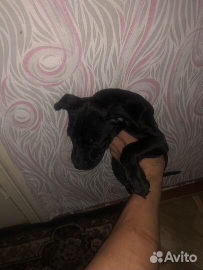 Девочка питбуля