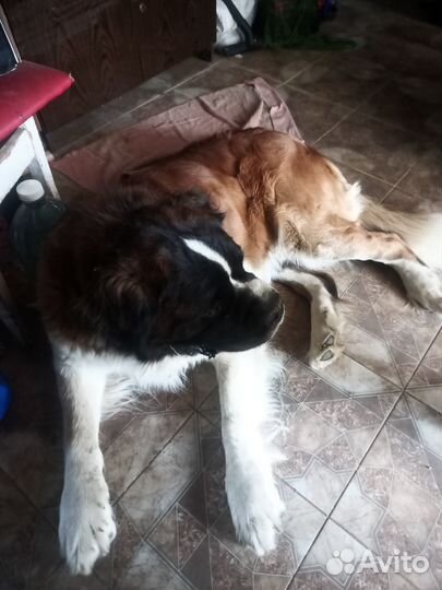 Сенбернар вязка