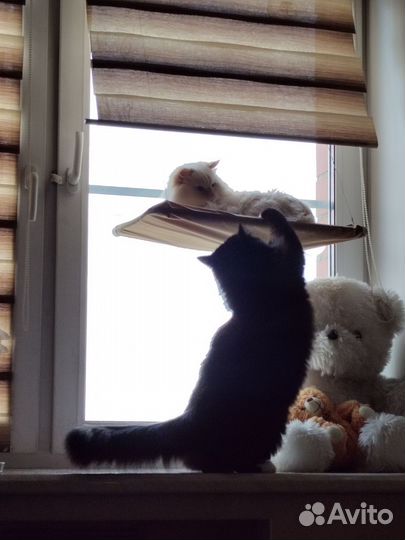 Передержка котов и кошек / Котоняня