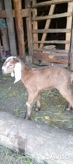 Англо нубийские козлята