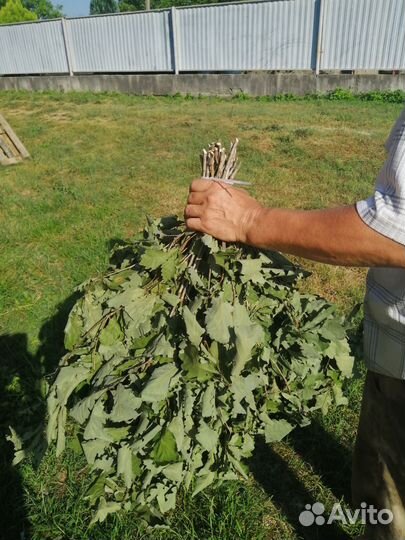 Пучек дубовый