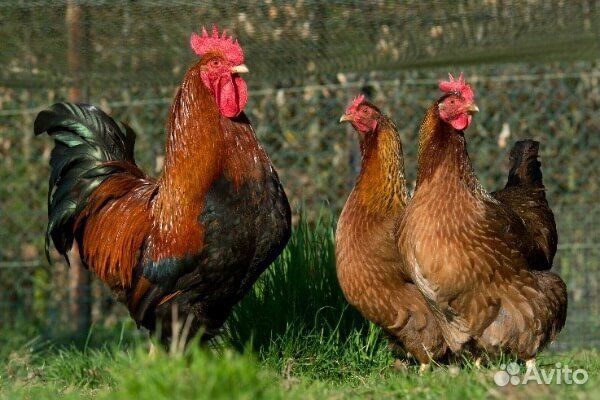 Куры молодки