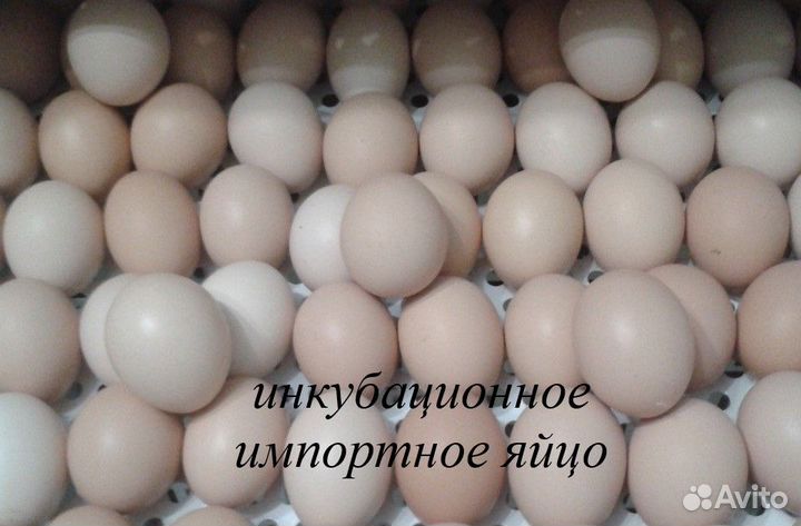 Инкубационное яйцо