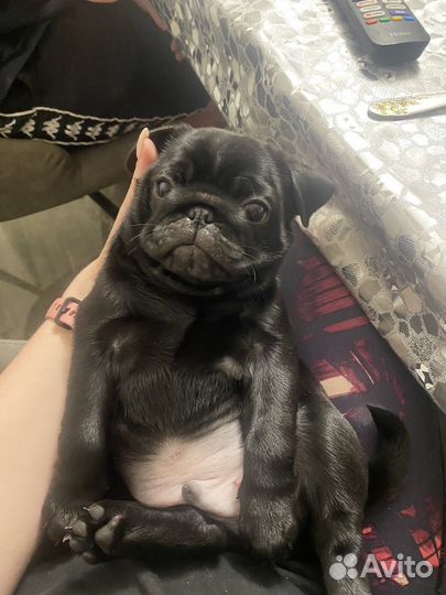 Щенки мопса