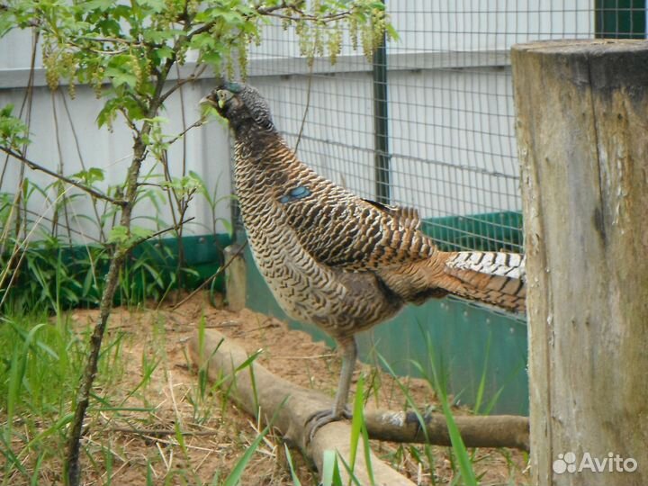 Фазаны свайно и алмазные