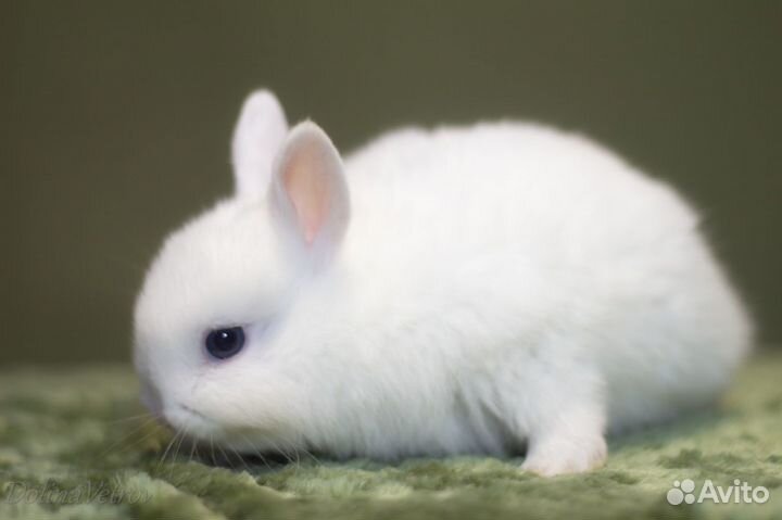 Мальчик гермелин белый голубоглазый