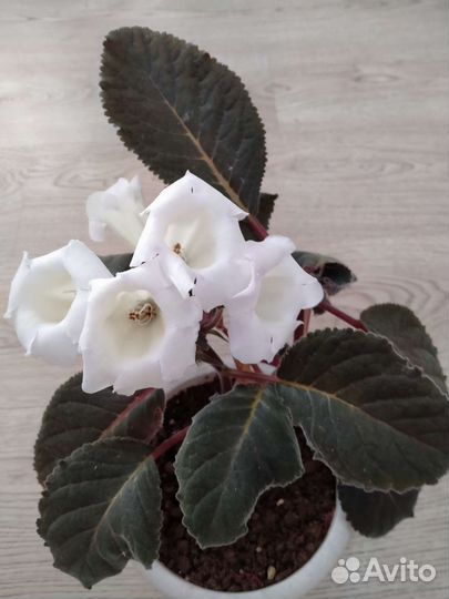 Глоксиния белая