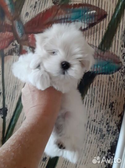 Очровашки Мальтезе. Мальтийская болонка. Щенки