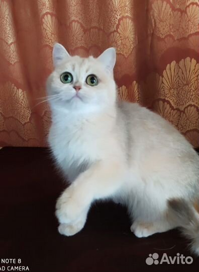 Британская кошечка в добрые руки