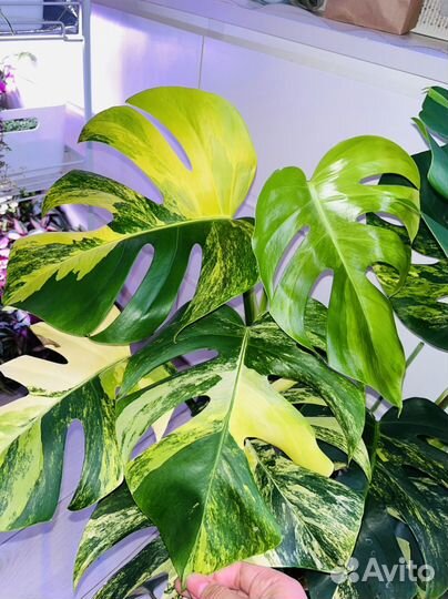 Монстера Еллоу Сплэш/Monstera Aurea/Yellow Splash