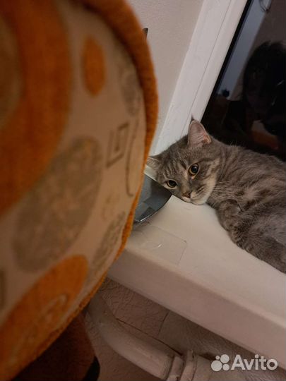 Отдам бесплатно кошку