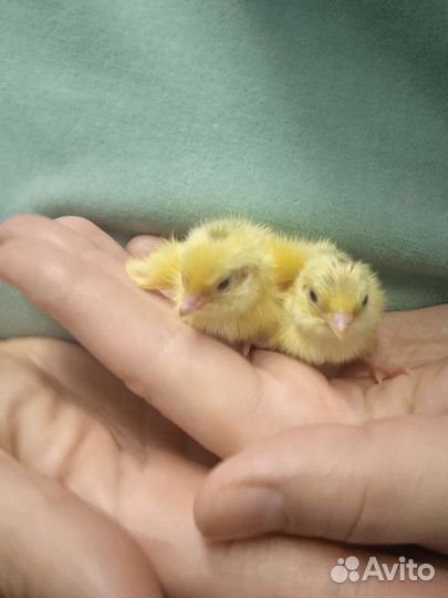 Перепела суточные