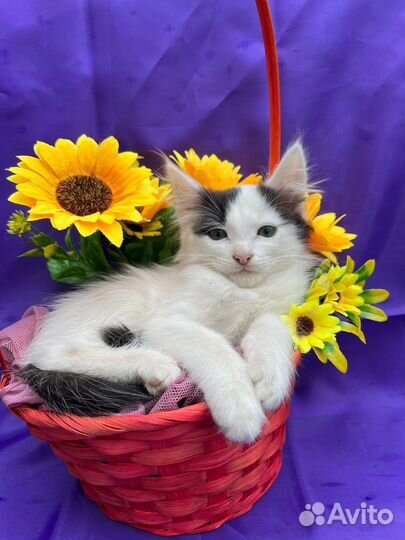 Пушистый комочек счастья