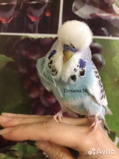 Попугай Чех, выставочные волнистые поругаи